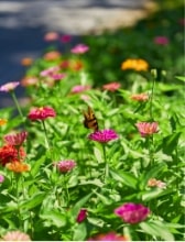 Colorful garden of blooming pink, orange, and purple flowers with a butterfly in focus.